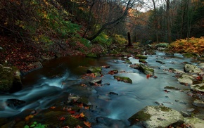 rock, forest, water, stones, leaves, fall