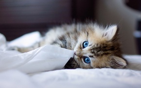 blurred, blue eyes, Ben Torode, animals, cat