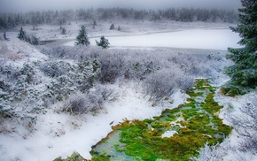 nature, snow, forest, landscape, winter