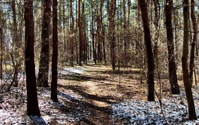 path, winter, spring, forest