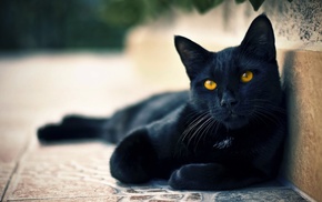animals, hazel eyes, black cats, cat
