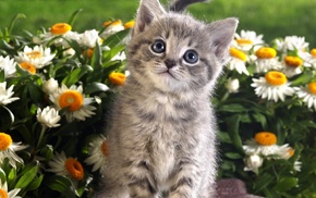 cat, flowers, kittens, animals