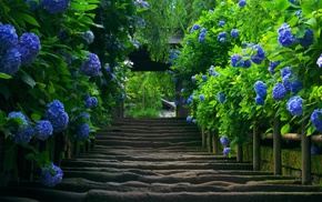 flowers, blue flowers, leaves, staircase, hydrangea