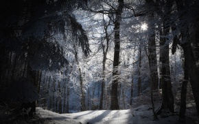 forest, winter