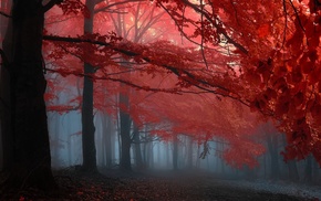 leaves, fall, landscape, mist, nature, branch