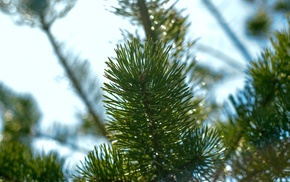 Russia, pine trees, macro