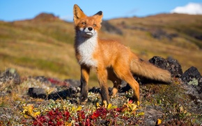wildlife, fox, animals
