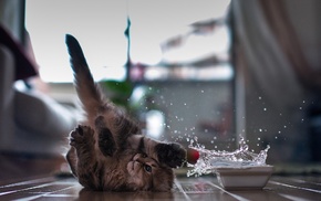 cat, splashes, Ben Torode, water, animals