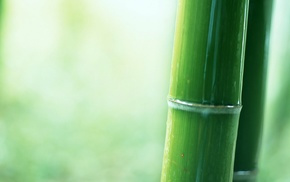 plants, bamboo, depth of field, green