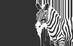 zebras, monochrome