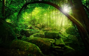 green, moss, stones, branch, trees, sunlight