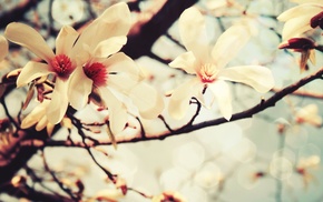 photography, cherry blossom, flowers, nature
