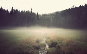 nature, grass, water, dark, forest