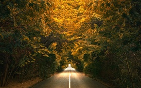 landscape, green, nature, trees, yellow, road