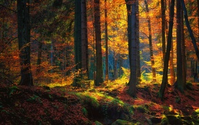 forest, nature, fall, trees, moss, landscape