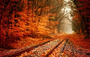 red, branch, leaves, plants, railway, depth of field