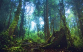 mist, moss, forest, nature, trees, landscape