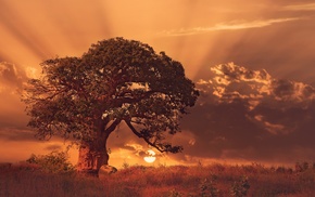 nature, Africa, sunset, baobab trees, landscape, trees