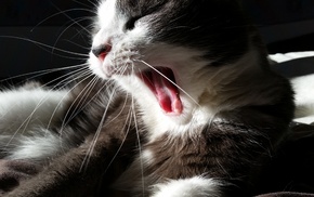 cat, mouths, animals, sleep, yawning