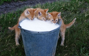 milk, animals, cat, kittens