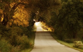 forest, road, nature, trees