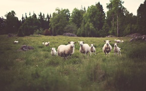 sheep, animals