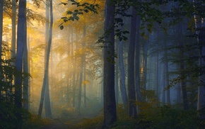 forest, mist, trees, path