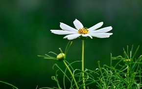 macro, flowers