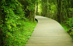 nature, trees, path