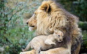 animals, lion