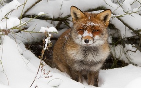 snow, fox, animals