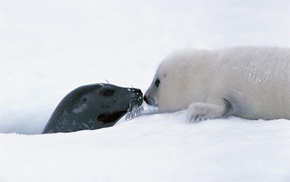 animals