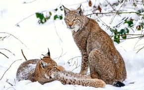 animals, snow
