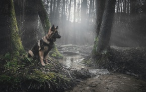 German Shepherd, forest, animals, dog