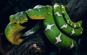 snake, nature, animals