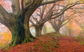 trees, leaves, nature