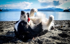 animals, nature, dog, beach, sea