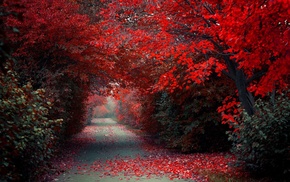 path, trees, road, nature, landscape, red