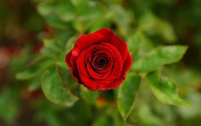 blurred, nature, red flowers, rose, flowers