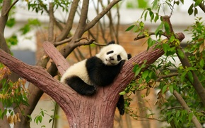 trees, animals