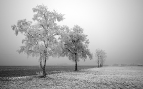 trees, landscape, snow