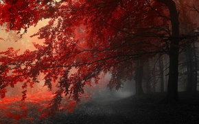 nature, forest, trees