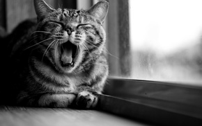 cat, open mouth, monochrome, animals