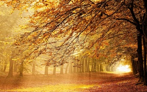 Netherlands, sun rays, nature, fall, mist, path