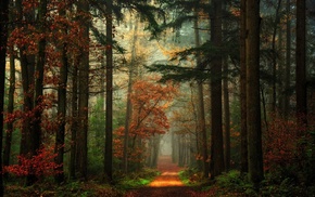 fall, nature, forest, mist, green, red