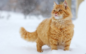 snow, animals, cat