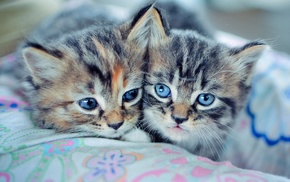 animals, cat, blue eyes