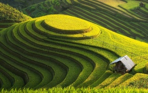 field, rice paddy, landscape