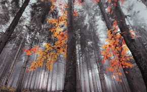 landscape, fall, orange, nature, trees, forest