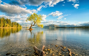 New Zealand, trees, lake, nature, reflection